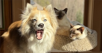 Movies for Bubbleblowing Babies