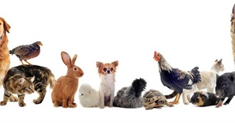 Pets and Their People: The 10 Best Animal Books