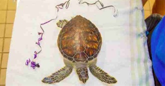 Baby Animals You Would Like to Save