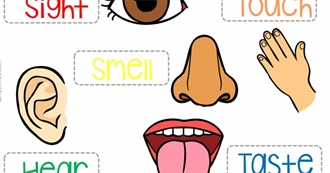 Book Titles of the 5 Senses