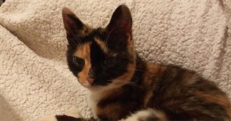 A Guide to Cat Exercise