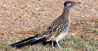 New Birds John Saw in 2009