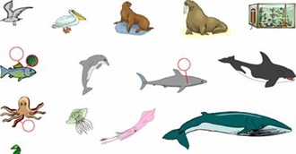 Animals Living in the Sea