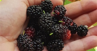 Black Wanna Try Foods