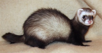 Fictional Weasels/Ferrets/Minks/Otters/Skunks