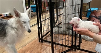 Neva Hitster Playlist