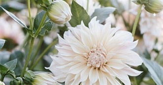 Elizabeth&#39;s Favorite TV Shows