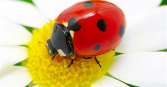 Ten Cool Insects or Bugs