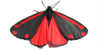 Moths&#39; Fav Albums