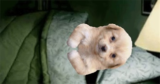 Sillystigmata&#39;s Top Films