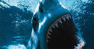 Most Dangerous Sharks in the World