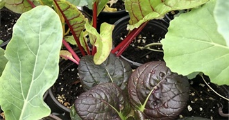 How Does Your Garden Grow?