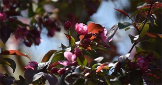 Phoebe&#39;s Canon Books