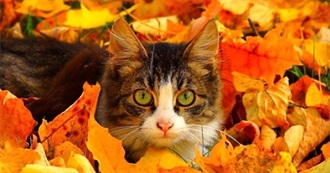 Ladycalico&#39;s Q3 of 2025