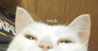 Zilla&#39;s Movie Night