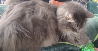 Cathal&#39;s Favorite Movies