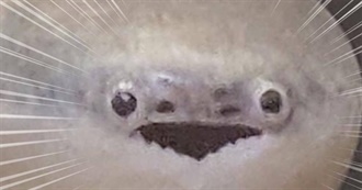 Melanie&#39;s Questionable Faves