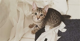 Stay at Home Cat Mom&#39;s Movies Watched February 2019