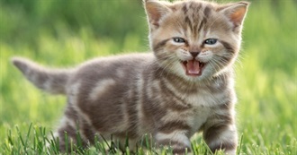 Things You Can Do Without a Bf