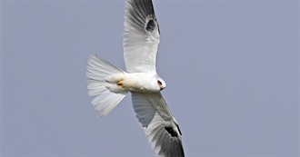 Birds of Sacramento, CA