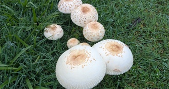 Blah&#39;s Excellent Movie Taste