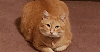 Zoey's Favorite Animals