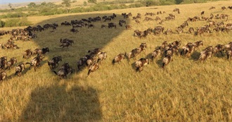 Live Musicals in Theatres