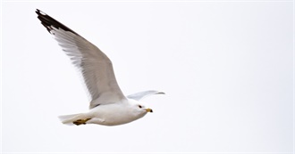 Gulls, Terns, Etc. ABA Code 5 and Lower