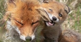 Meowmeowsillycat&#39;s Favourite Movies and TV Shows