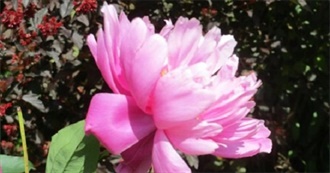 SKJAM! Reads--One Read, One Recommended 7/24