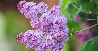 Lilac&#39;s 102 Favorite Movies