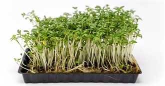 What Ray Ate - Day 369