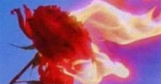 Rose&#39;s Imporant Books List