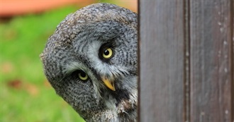Movies With Owls in &#39;em