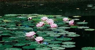 Movietonights Foreign Films