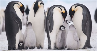 Antarctican Fauna