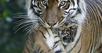 Cub&#39;s Agere List