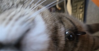 Films Del&#39;s Brain Remembers