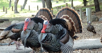 60 Cinematic Turkeys