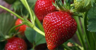 Savannah&#39;s Favorite Foods