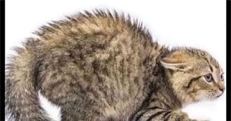 Mel&#39;s Audiobook TBH 2