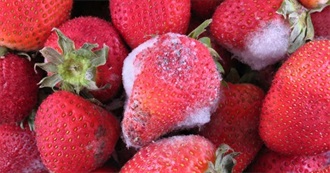 Yeah, Got It: Rotten