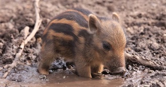 Shaunamaries&#39; Top 100 Fiction Reads