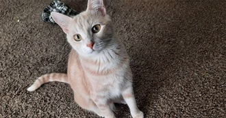 Maple&#39;s 100 Movies