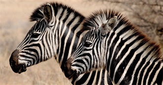 Duranie&#39;s Favourite Animals