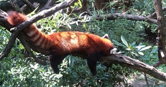 15 Members of the Carnivore Family