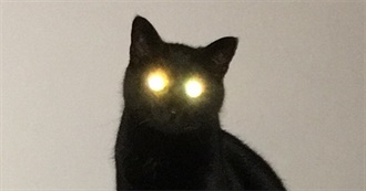 Gato&#39;s 150 Movie Battle to the Death