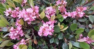 Raine&#39;s Childhood Shows