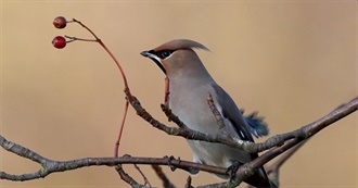 Jo&#39;s Birdwatching List 2024
