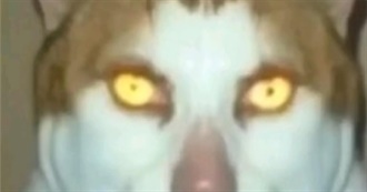 Poll Enjoyer&#39;s Top 100